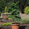 Garden Gems® Emerald Redbud Tree