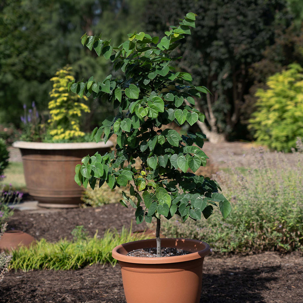 Garden Gems® Emerald Redbud Tree