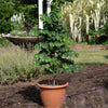 Garden Gems® Emerald Redbud Tree