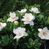 Proven Winners® Steady As She Goes® Gardenia Shrub
