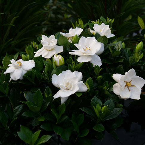 Proven Winners® Steady As She Goes® Gardenia Shrub