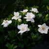 Proven Winners® Steady As She Goes® Gardenia Shrub