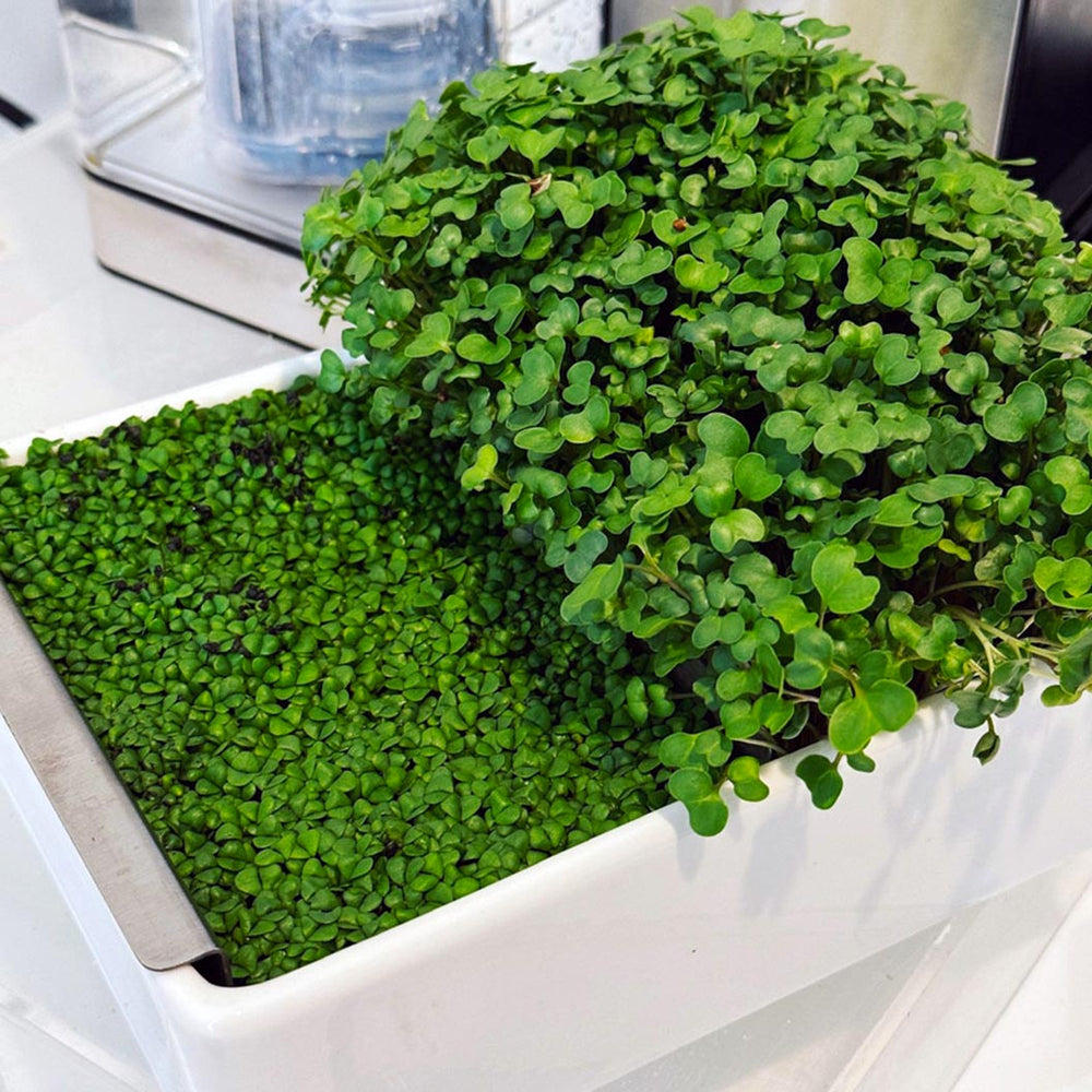 Gardenuity® Microgreens Desktop Garden Starter Kit