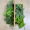 Gardenuity® Tea Garden Kit with Seasonal Herb Plants