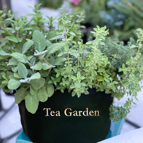 Gardenuity® Tea Garden Kit with Seasonal Herb Plants