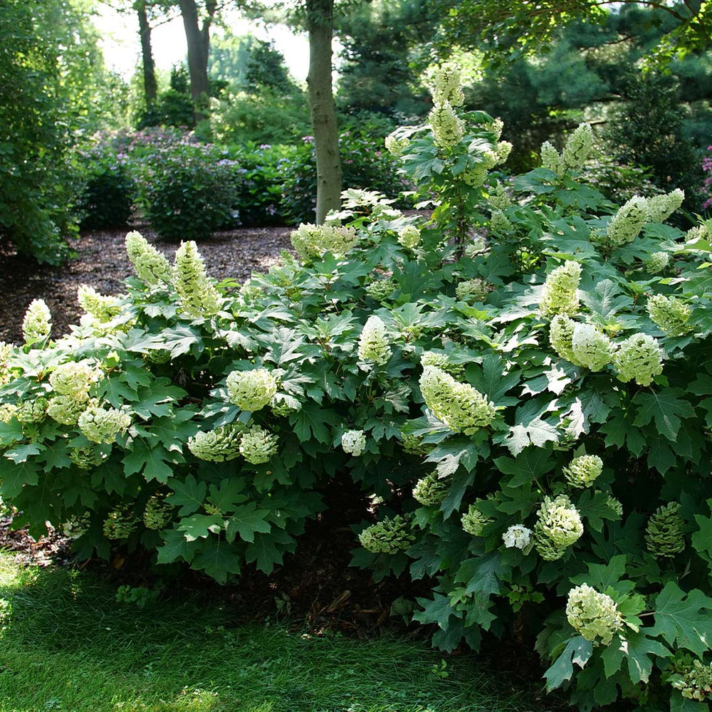 Gatsby Glow Ball™ Oakleaf Hydrangea