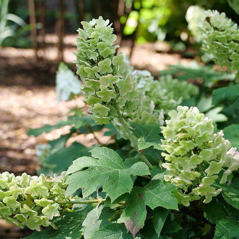 Proven Winners® Gatsby Glow Ball™ Oakleaf Hydrangea