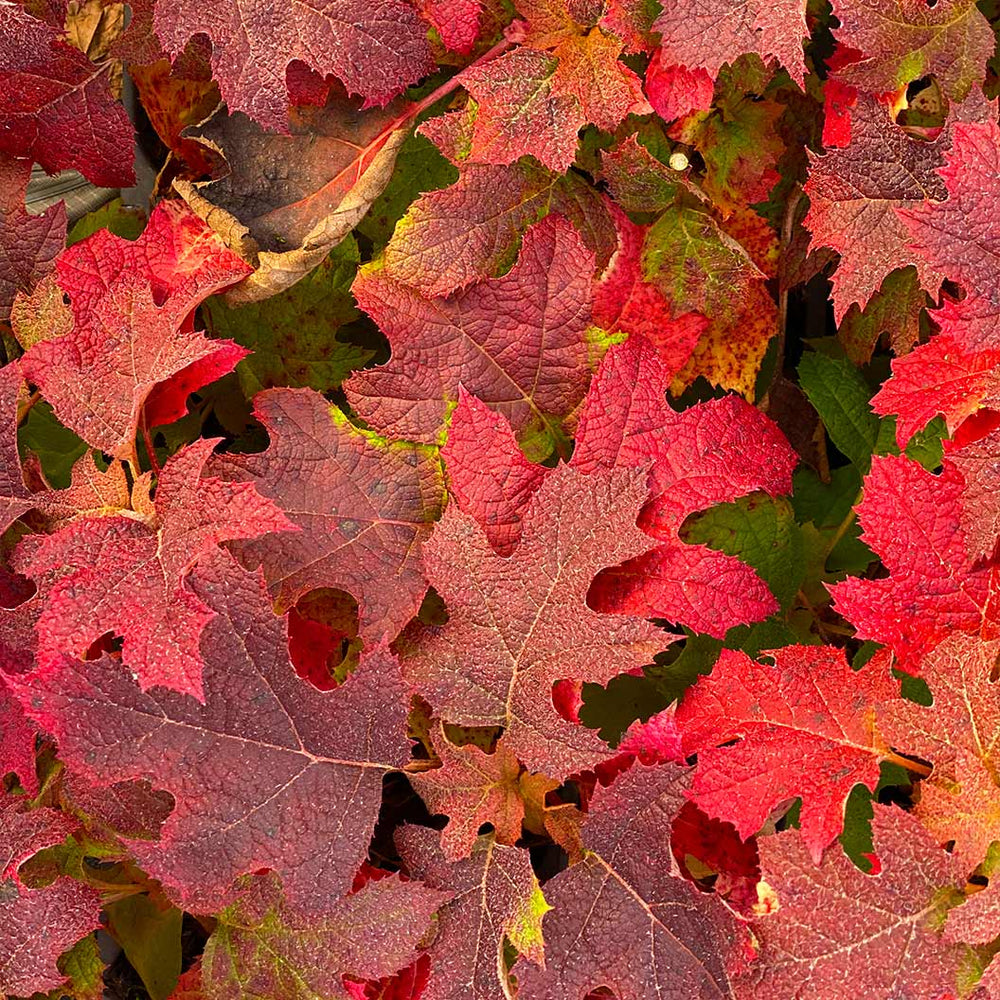 Gatsby Glow Ball™ Oakleaf Hydrangea