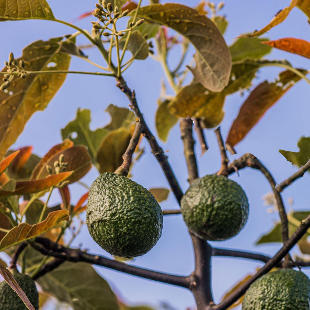 Gem Avocado Tree