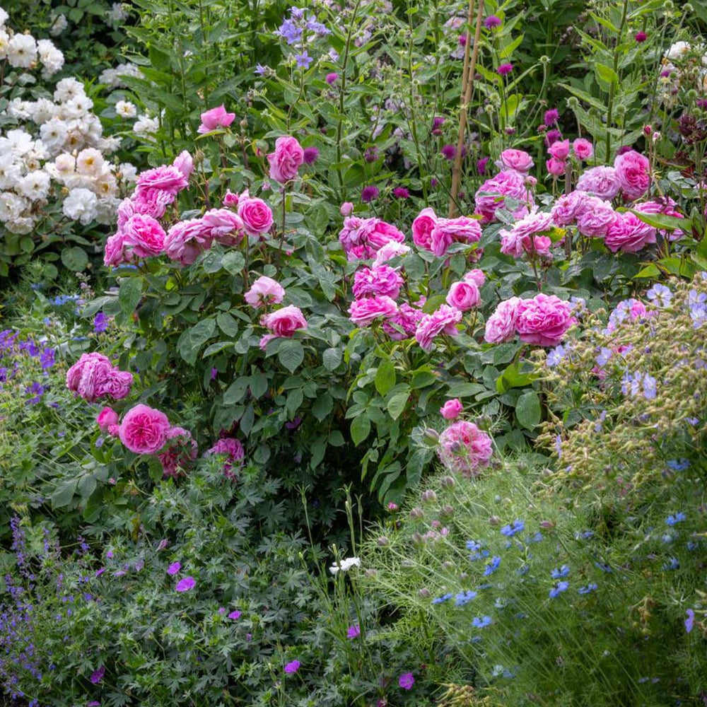 David Austin® Gertrude Jekyll® Rose Shrub