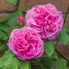 David Austin® Gertrude Jekyll® Rose Shrub