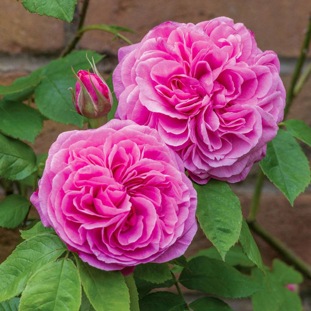 David Austin® Gertrude Jekyll® Rose Shrub