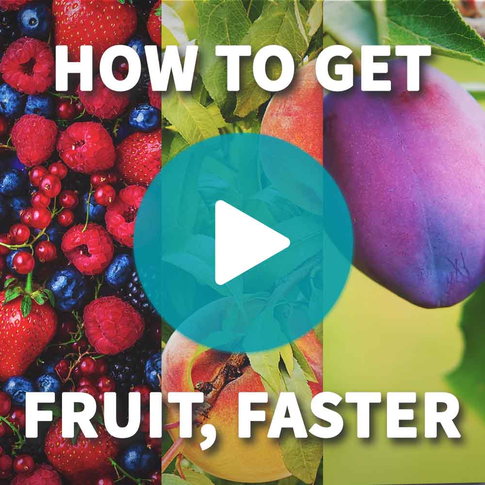 Chicago Hardy Fig Tree