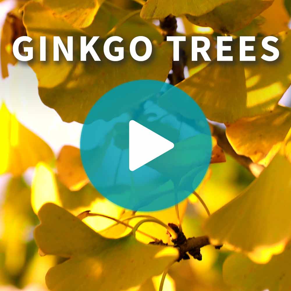 Princeton Sentry™ Columnar Ginkgo Tree