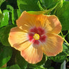 Gold Digger™ Hollywood® Hibiscus