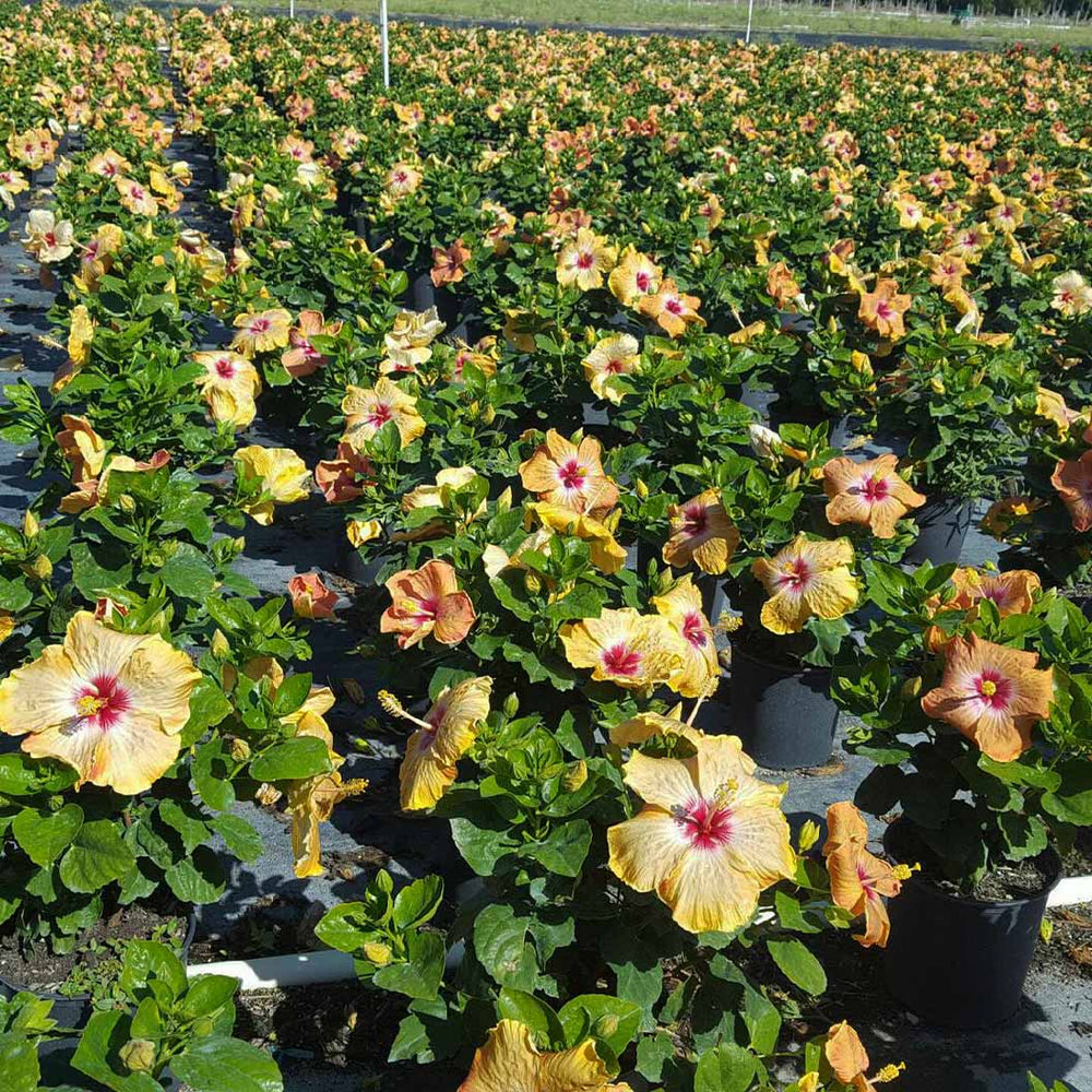 Gold Digger™ Hollywood® Hibiscus