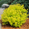 Gold Mound Spiraea Shrub