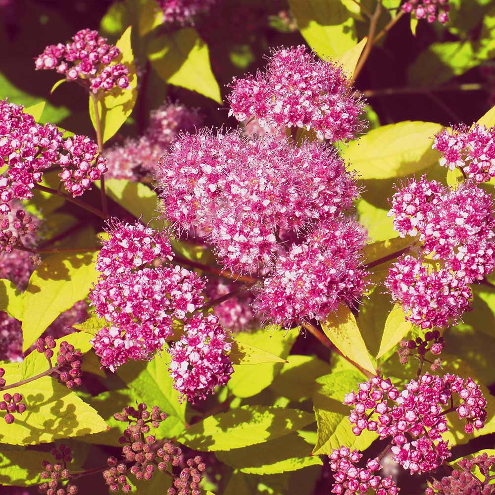 Gold Mound Spiraea Shrub