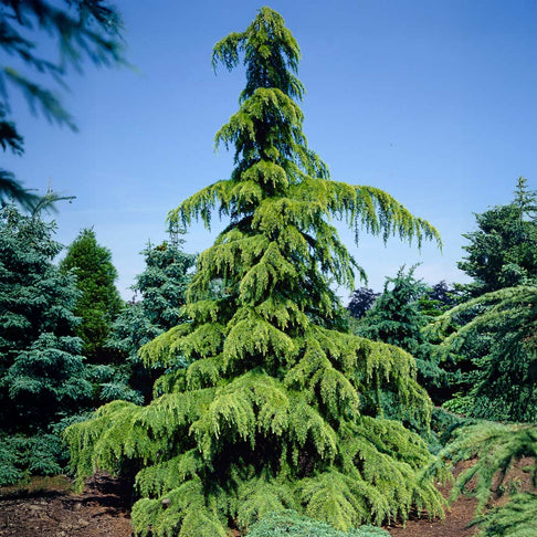 Golden Deodar Cedar Tree