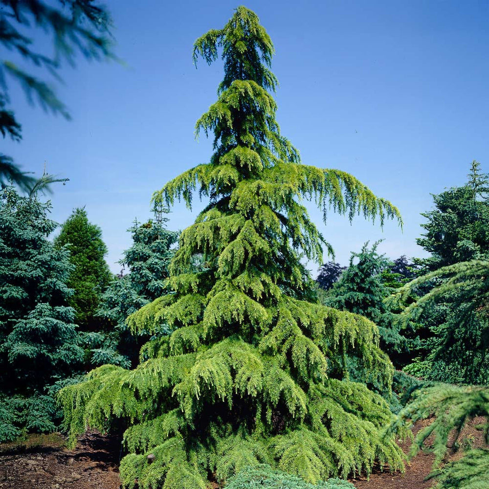 Golden Deodar Cedar Tree