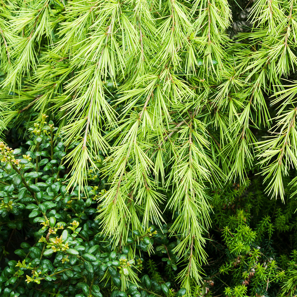 Golden Deodar Cedar Tree