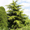 Golden Deodar Cedar Tree