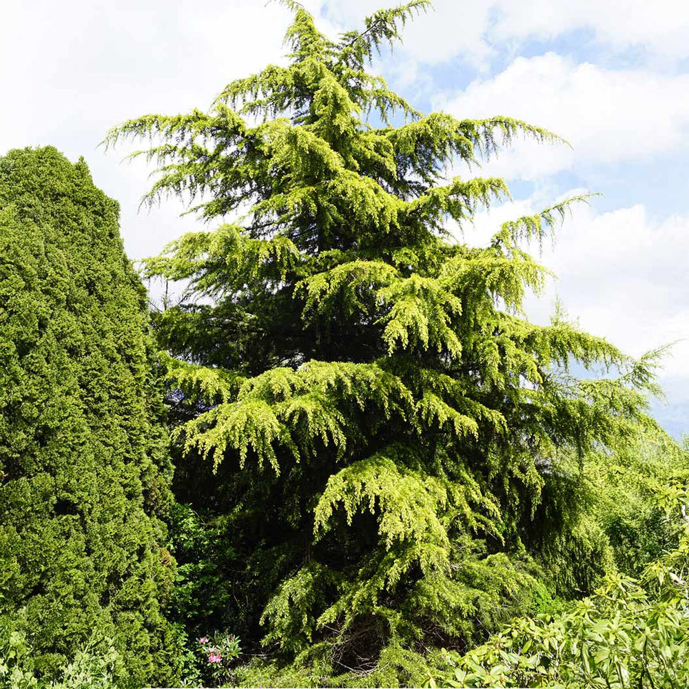 Golden Deodar Cedar Tree