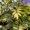 Better Versions® Golden Feathers Polemonium Plant