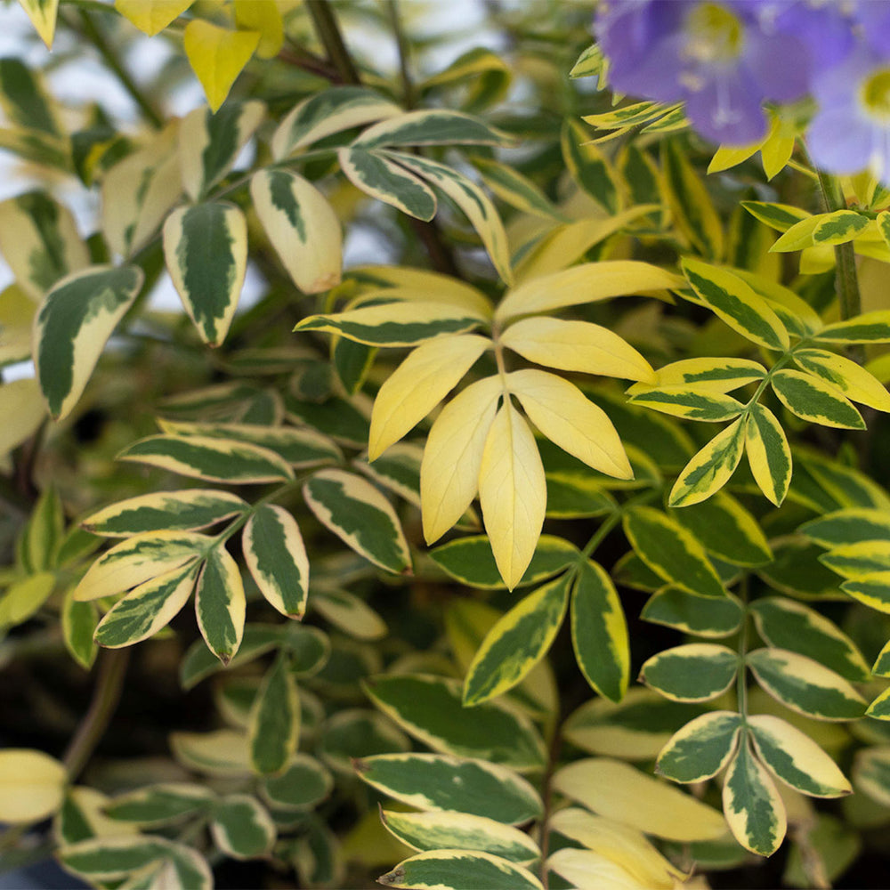 Better Versions® Golden Feathers Polemonium Plant
