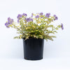 Better Versions® Golden Feathers Polemonium Plant