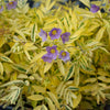 Better Versions® Golden Feathers Polemonium Plant