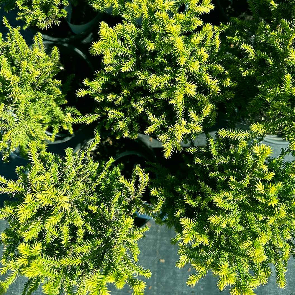 Golden Promise Japanese Cedar Shrub