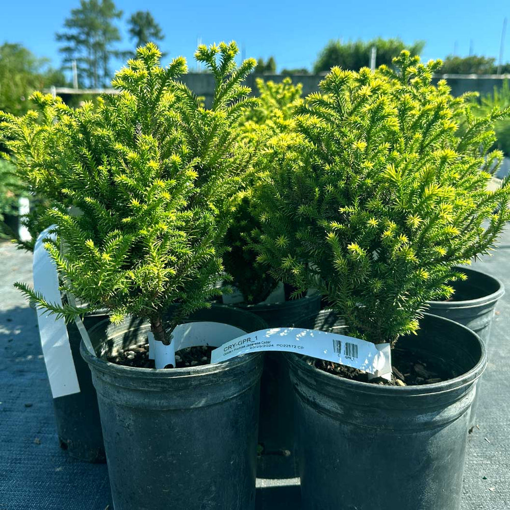 Golden Promise Japanese Cedar Shrub