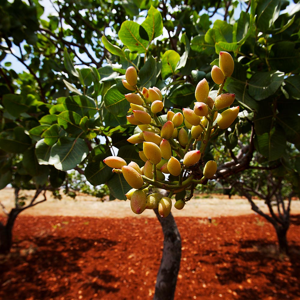 Golden Hills Pistachio