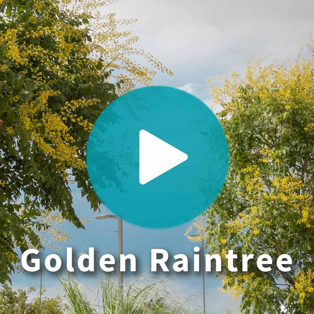 Golden Raintree