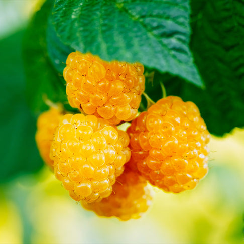 Golden Raspberry Bush