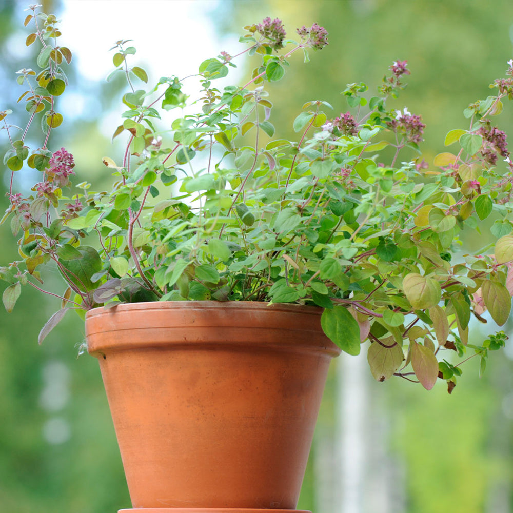Greek Oregano Plant - USDA Organic