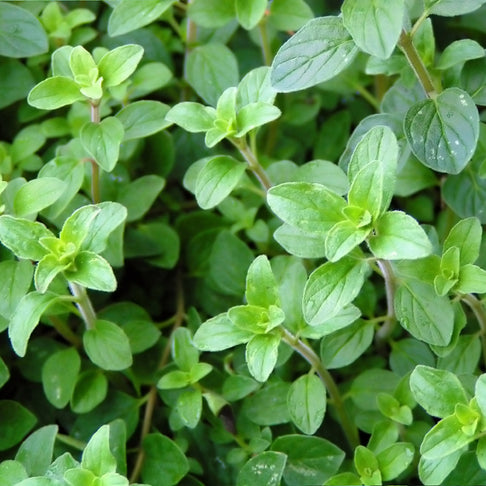 Greek Oregano Plant - USDA Organic