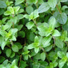 Greek Oregano Plant - USDA Organic