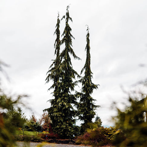 Green Arrow Alaskan Cedar Tree
