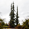 Green Arrow Alaskan Cedar Tree