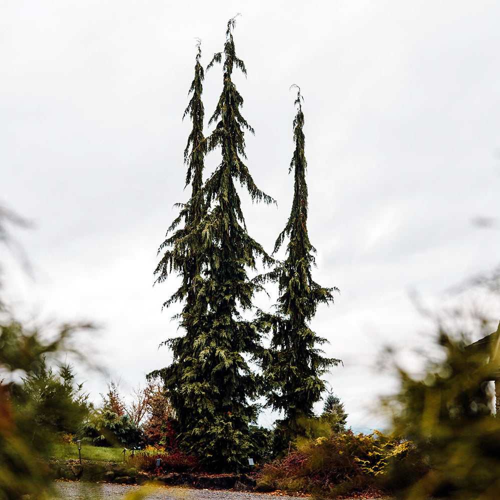 Green Arrow Alaskan Cedar Tree