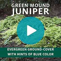 Green Mound Juniper