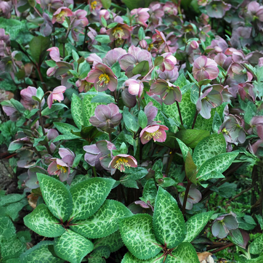 FrostKiss™ Penny's Pink® Hellebore