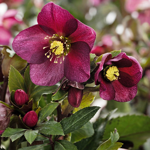 Ice N’ Roses® Red Hellebore