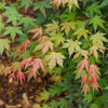 Hot Chana® Japanese Maple Tree