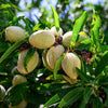 Hall's Hardy Almond Tree
