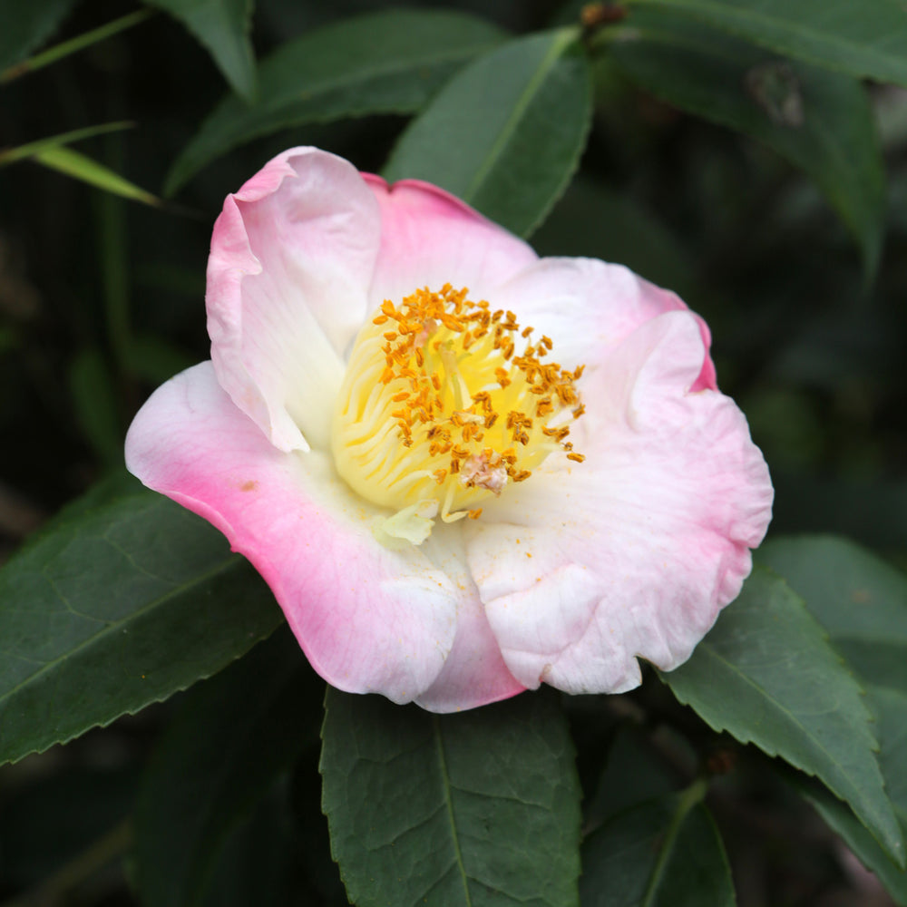Hana-Jiman Camellia