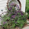 Proven Winners® Happy Jack® Purple Clematis Vine