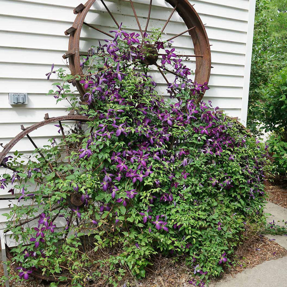 Proven Winners® Happy Jack® Purple Clematis Vine